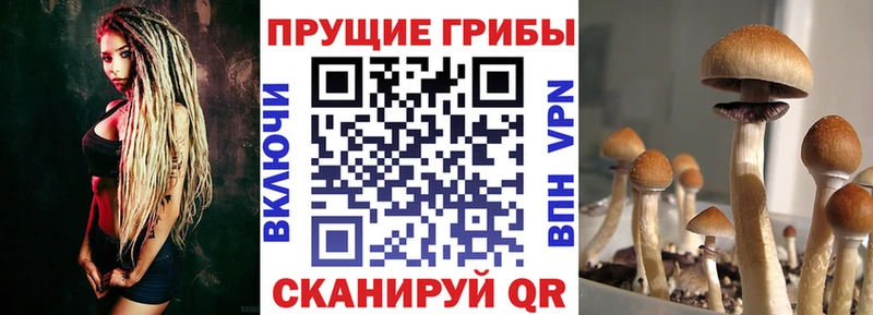 Псилоцибиновые грибы GOLDEN TEACHER  OMG ссылка  Серпухов 